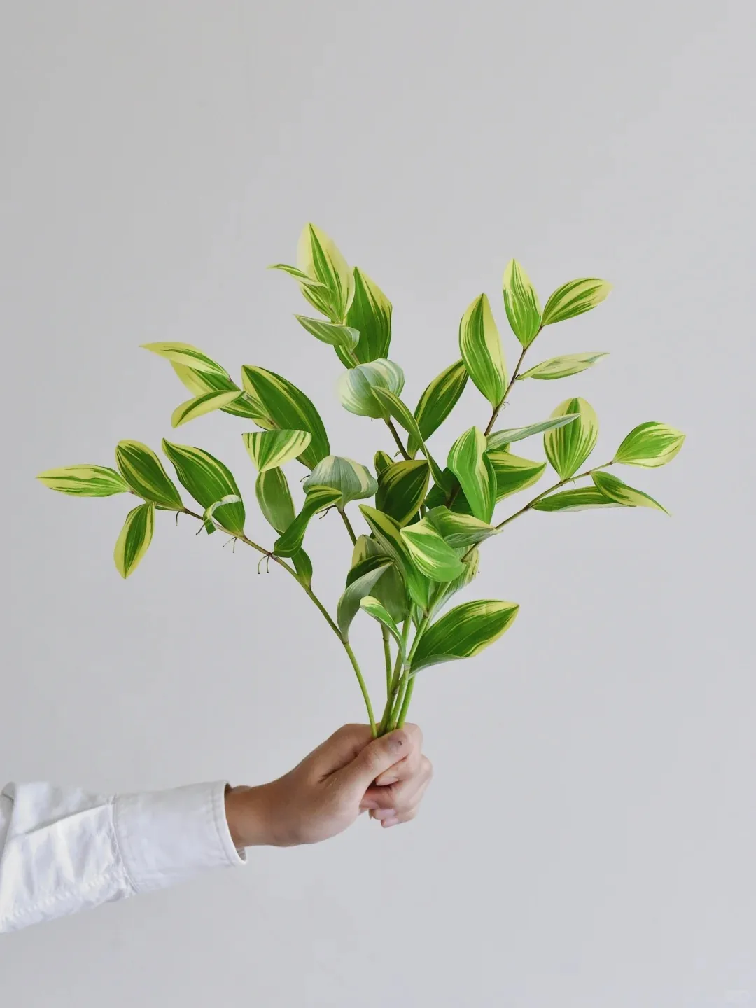 草花 · 花叶玉竹